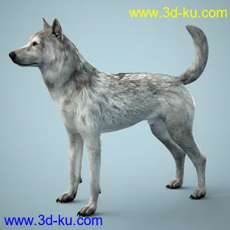 3D打印模型Grey Wolf for Daz Dog 8的图片