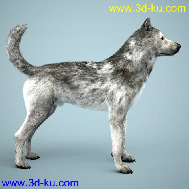 Grey Wolf for Daz Dog 8模型的图片7