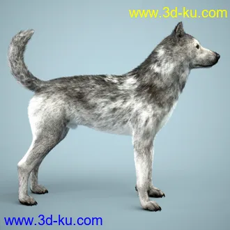 3D打印模型Grey Wolf for Daz Dog 8的图片