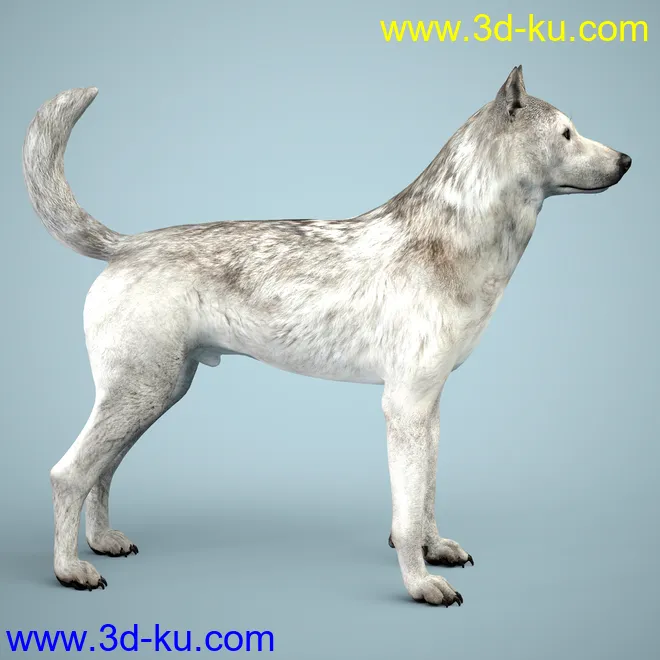 Grey Wolf for Daz Dog 8模型的图片8