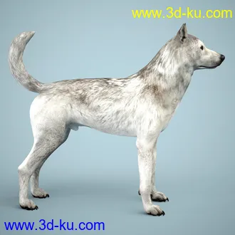 3D打印模型Grey Wolf for Daz Dog 8的图片