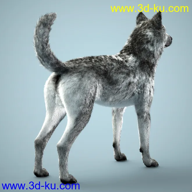 Grey Wolf for Daz Dog 8模型的图片9