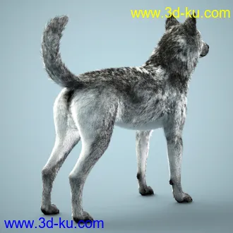 3D打印模型Grey Wolf for Daz Dog 8的图片