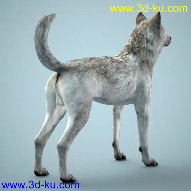 Grey Wolf for Daz Dog 8模型的图片10
