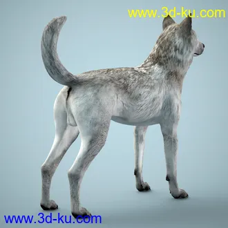 3D打印模型Grey Wolf for Daz Dog 8的图片