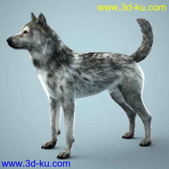Grey Wolf for Daz Dog 8模型的图片11
