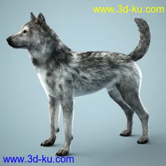 3D打印模型Grey Wolf for Daz Dog 8的图片