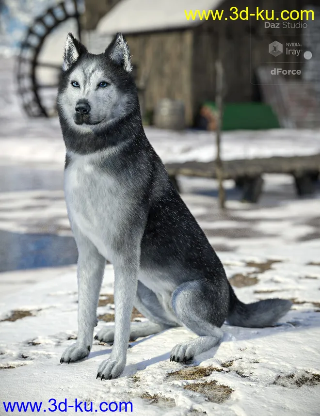 Husky for Daz Dog 8模型的图片1