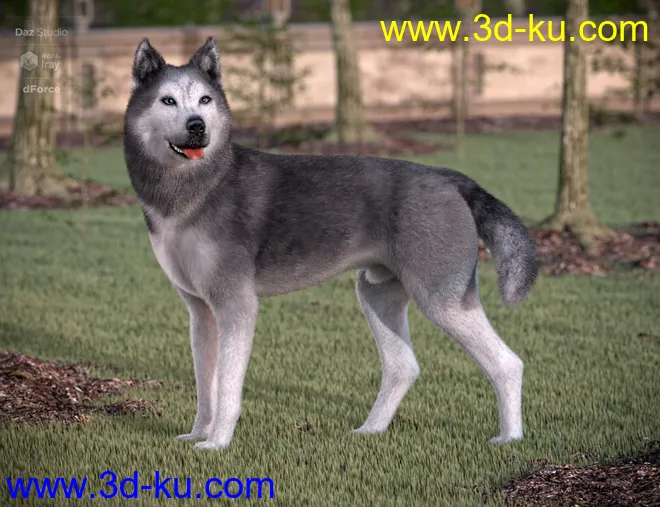 Husky for Daz Dog 8模型的图片2