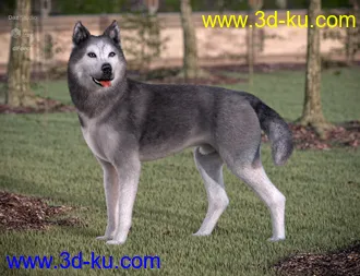 3D打印模型Husky for Daz Dog 8的图片