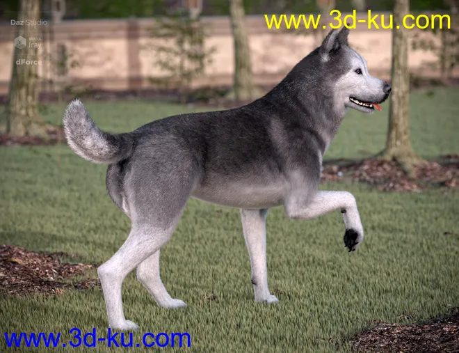 Husky for Daz Dog 8模型的图片3