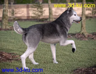 3D打印模型Husky for Daz Dog 8的图片