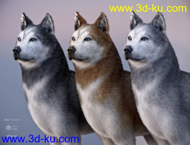 Husky for Daz Dog 8模型的图片6