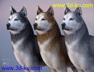 3D打印模型Husky for Daz Dog 8的图片