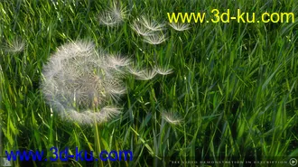 3D打印模型iREAL Animated Dandelion的图片