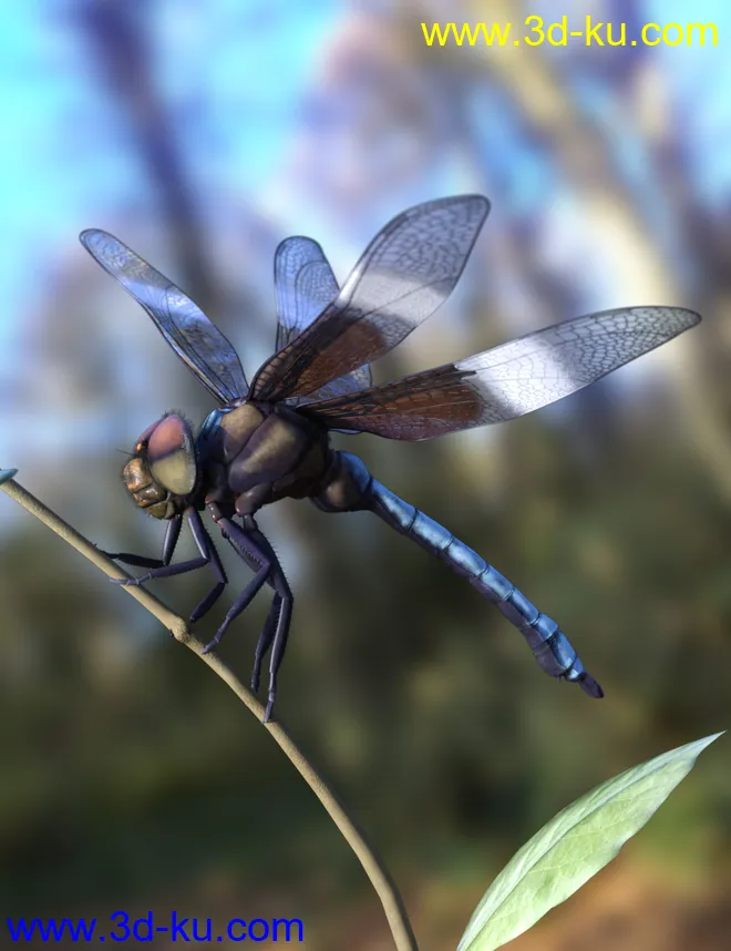 Meshworkz Dragonfly模型的图片2