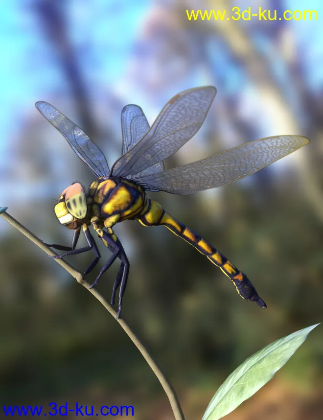 Meshworkz Dragonfly模型的图片3