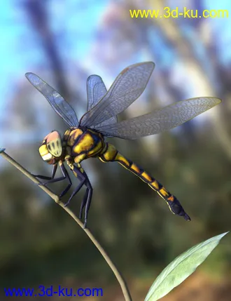 3D打印模型Meshworkz Dragonfly的图片