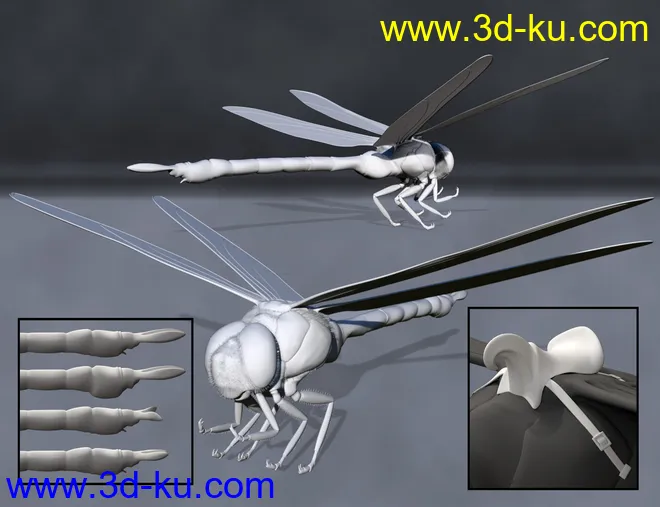 Meshworkz Dragonfly模型的图片6