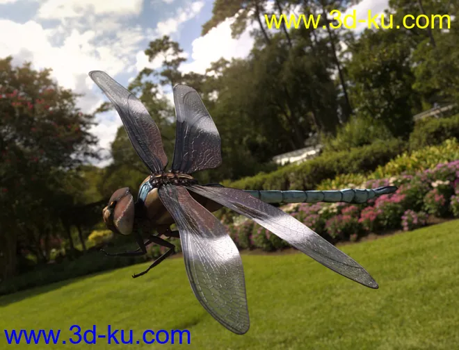 Meshworkz Dragonfly模型的图片7