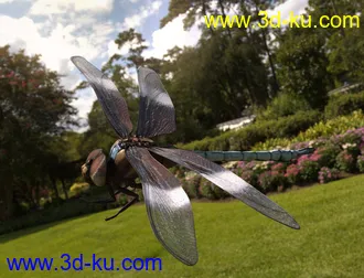 3D打印模型Meshworkz Dragonfly的图片