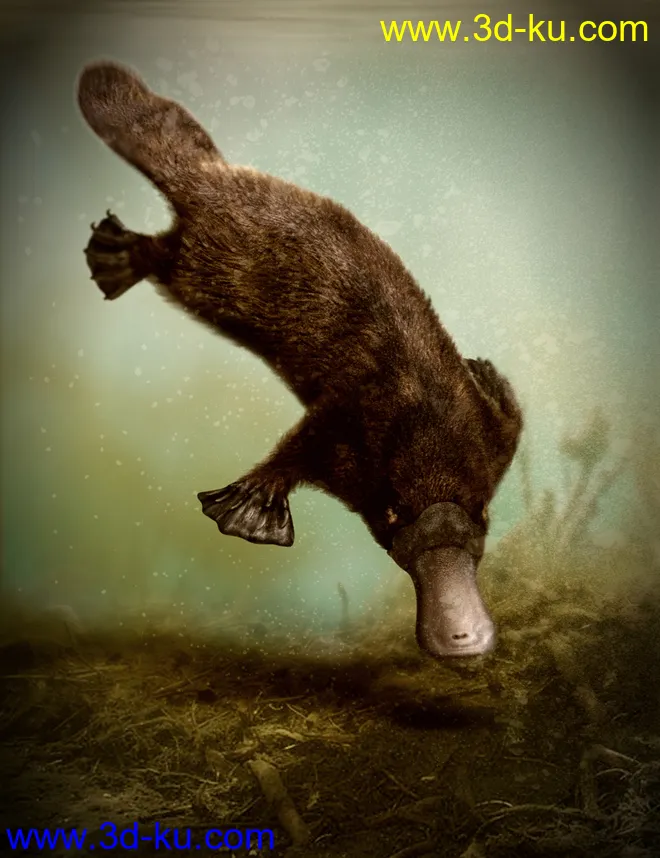 Platypus by AM模型的图片1
