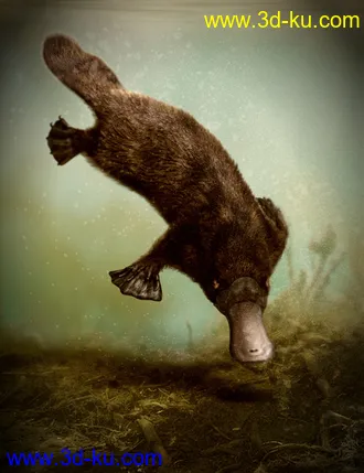 3D打印模型Platypus by AM的图片