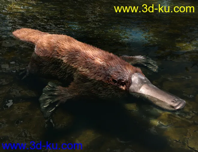 Platypus by AM模型的图片2
