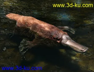 3D打印模型Platypus by AM的图片