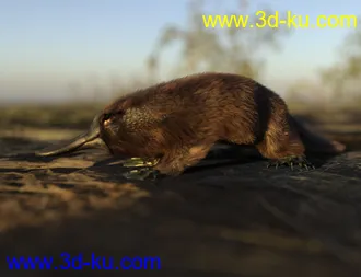3D打印模型Platypus by AM的图片