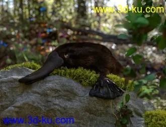 3D打印模型Platypus by AM的图片