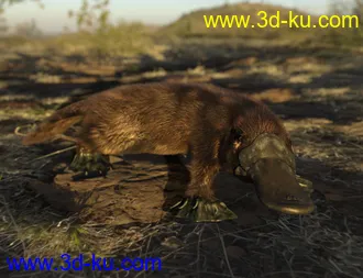 3D打印模型Platypus by AM的图片