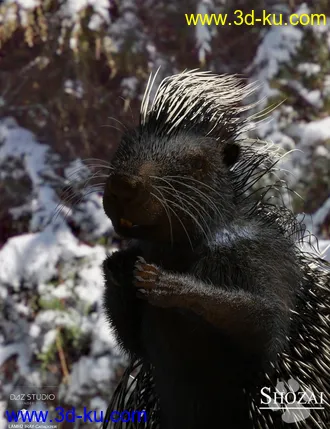 3D打印模型Rodents by AM - Crested Porcupine的图片