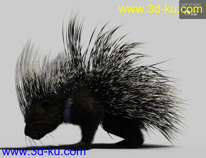 Rodents by AM - Crested Porcupine模型的图片9