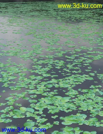 3D打印模型Wild Flowers - Water Plants Vol 2的图片