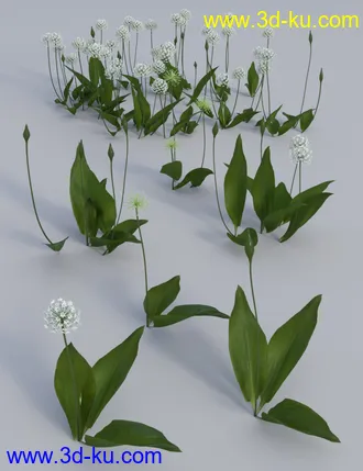 3D打印模型Wild Flowers Vol 5 - Woodland Plants的图片
