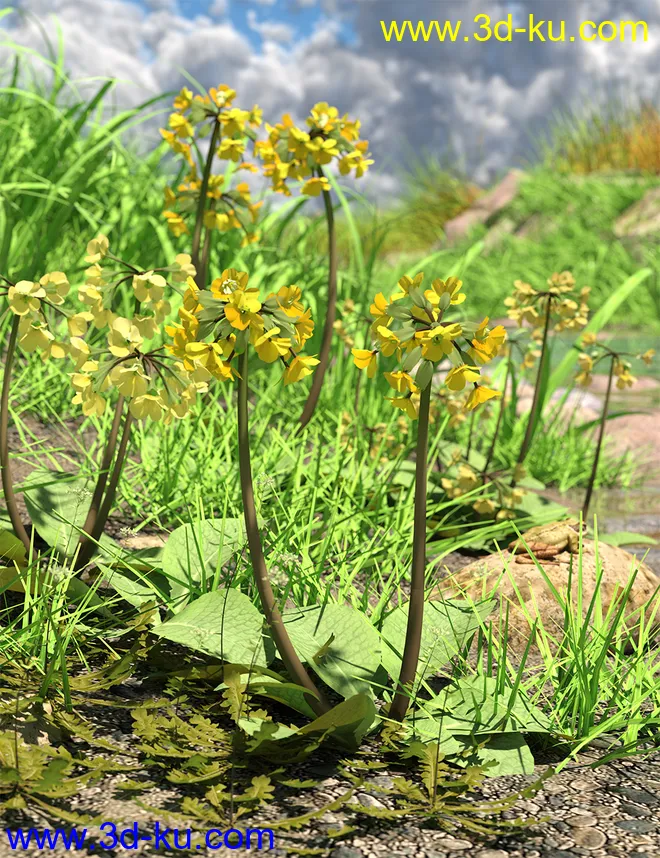 Wild Flowers Volume 9 Primulas (Wild and Cultivated)模型的图片1