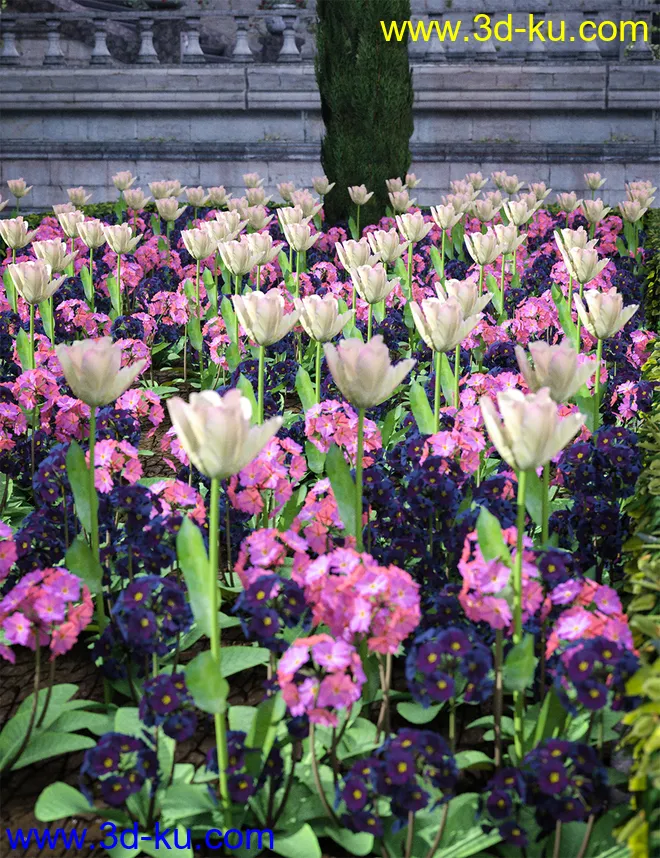 Wild Flowers Volume 9 Primulas (Wild and Cultivated)模型的图片3