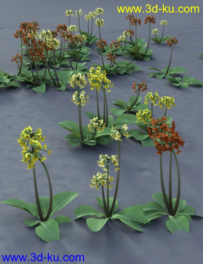 Wild Flowers Volume 9 Primulas (Wild and Cultivated)模型的图片4