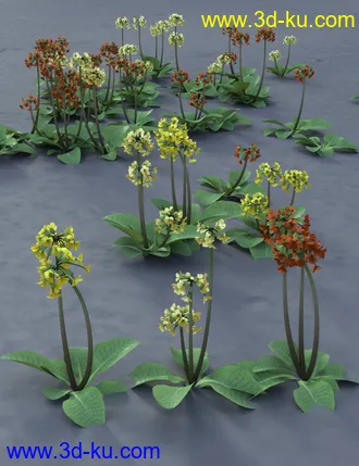 3D打印模型Wild Flowers Volume 9 Primulas (Wild and Cultivated)的图片