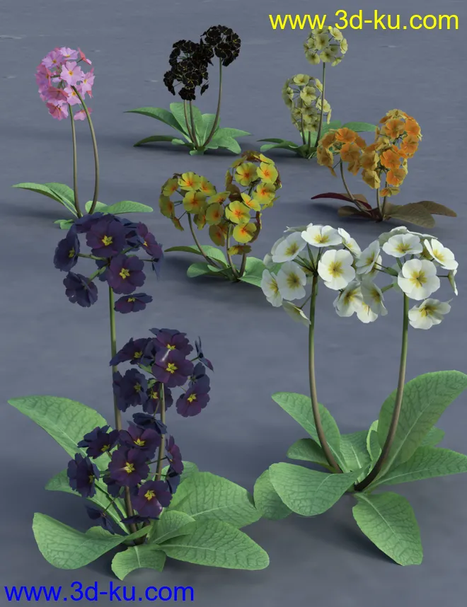 Wild Flowers Volume 9 Primulas (Wild and Cultivated)模型的图片5