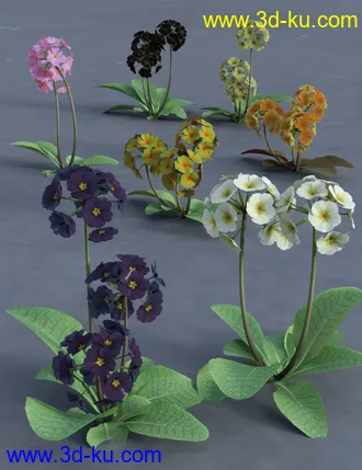 3D打印模型Wild Flowers Volume 9 Primulas (Wild and Cultivated)的图片