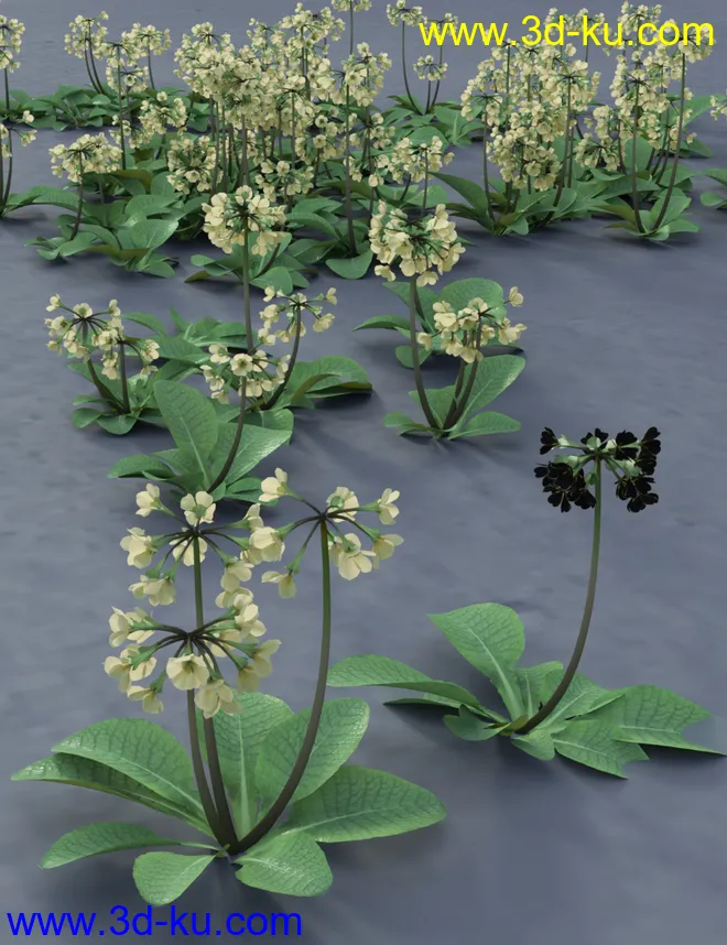 Wild Flowers Volume 9 Primulas (Wild and Cultivated)模型的图片6