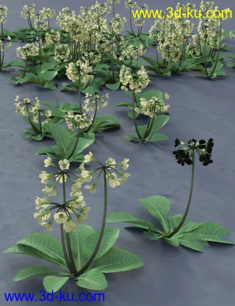 3D打印模型Wild Flowers Volume 9 Primulas (Wild and Cultivated)的图片