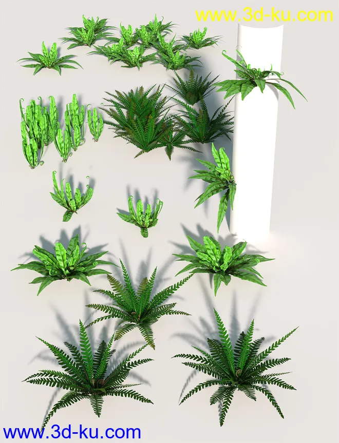 Wild Plants - Wild Ferns Volume 1模型的图片5