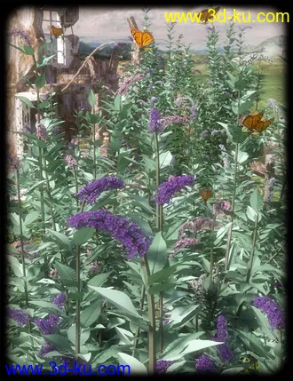 3D打印模型Buddleia - Butterfly Bushes的图片