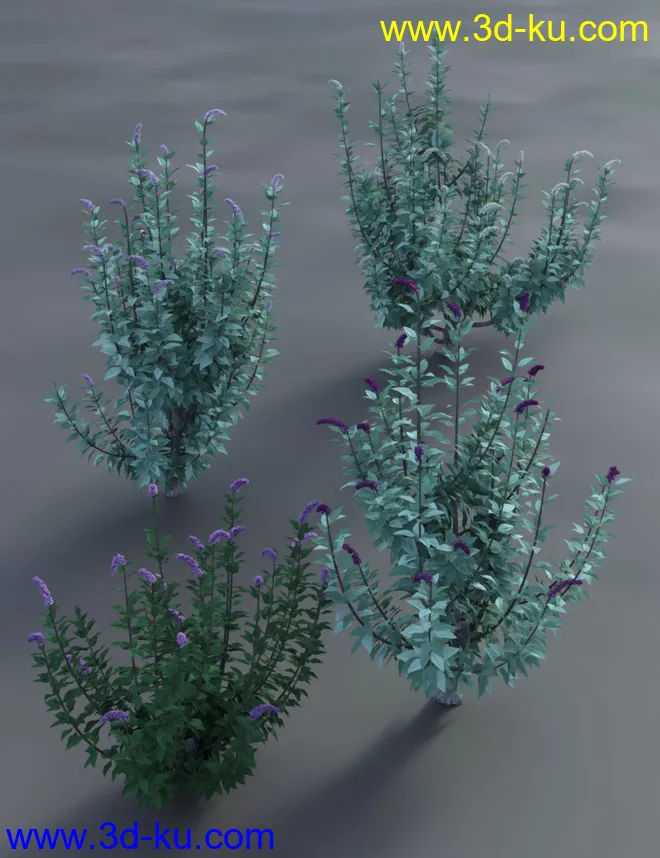 Buddleia - Butterfly Bushes模型的图片4