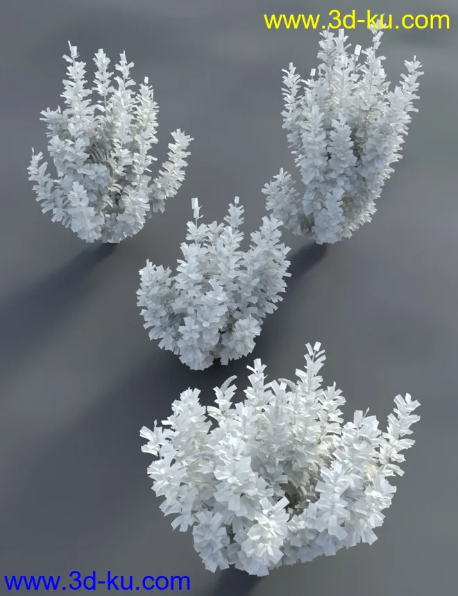 Buddleia - Butterfly Bushes模型的图片7