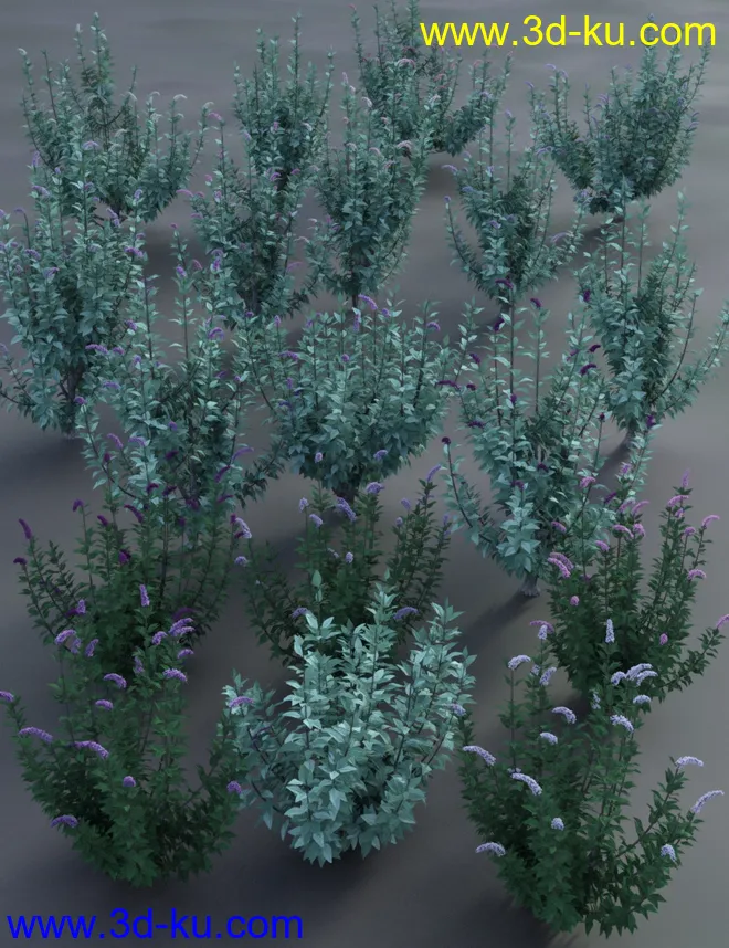 Buddleia - Butterfly Bushes模型的图片8