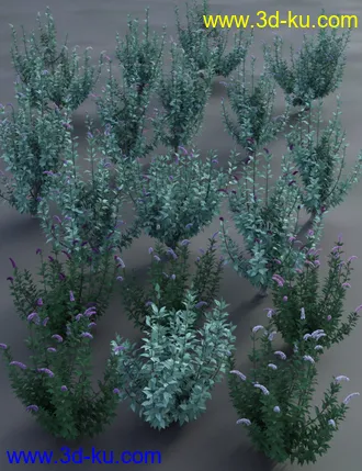 3D打印模型Buddleia - Butterfly Bushes的图片